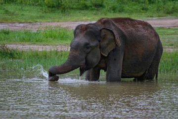 Sri Lankan elephant (Elephas maximus maximus) drinking water, Uda Walawe National Park, Sri Lanka