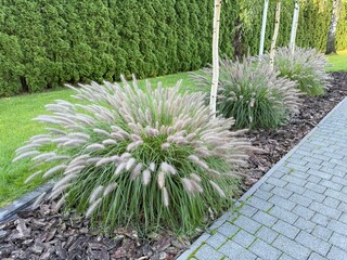Japanese grass growing in a landscaped garden. Elegant decorative plant used in modern outdoor design.