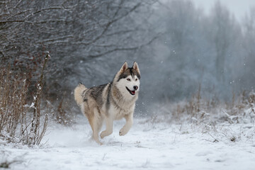 Naklejka premium Close-up Portrait of Siberian Husky with Blue Eyes