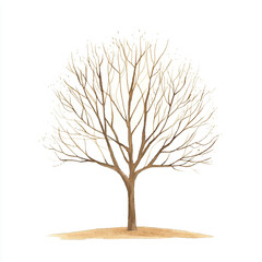 Obraz premium Bare tree illustration against a white background showing intricate branches and trunk.