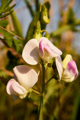 groszek szerokolistny, lathyrus latifolius l., łąka