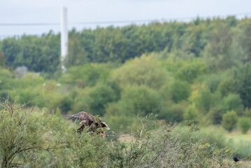 White-tailed eagle sits on a branch, begins to take off