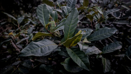 Leaves background close up