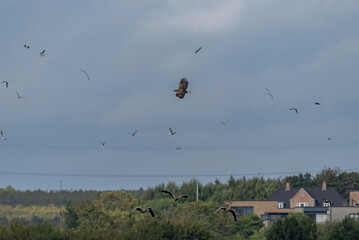White-tailed eagle circling, with seagulls and wild geese around it