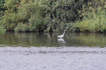 Great egret sitting in a lake and fishing