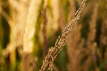 kłosówka wełnista, holcus lanatus l., trawa, łąka © Marcin Łazarczyk