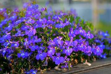 blue flowerbed flowers lobelia cluster bloom garden outdoor sunlight delicate
