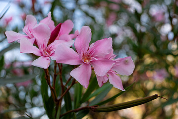Pink color Nerium oleander (rosebay) flowers blooming off Lake Garda shore