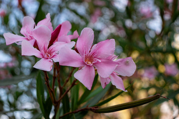 Pink color Nerium oleander (rosebay) flowers blooming off Lake Garda shore