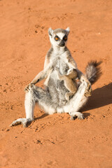 Ring-tailed Lemur (Lemur catta) sunbathing with a suckling cub, Near Threatened, Berenty nature reserve, Madagascar