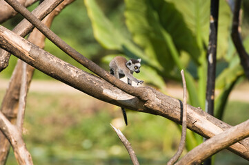 Baby Ring-tailed Lemur (Lemur catta), Near Threatened, Madagascar