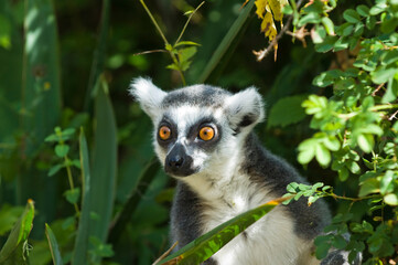 Ring-tailed Lemur (Lemur catta), Near Threatened (IUCN 2009), Endemic to Madagascar, 
