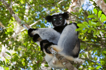 Indri or Babakoto (Indri indri) sitting in a tree, Perinet Analamazoatra Reserve, Madagascar