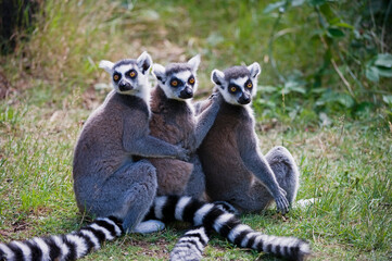 Ring-tailed Lemur (Lemur catta), Near Threatened (IUCN 2009), Endemic to Madagascar, 