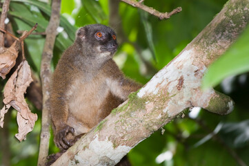 White-fronted Brown Lemur also known as White-headed Lemur or White-fronted lemur (Eulemur albifrons) female, Madagascar