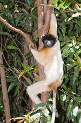 Obraz premium Crowned Sifaka (Propithecus coronatus) in a tree, Endemic, Madagascarr