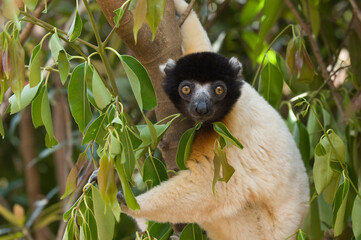 Crowned Sifaka (Propithecus coronatus) in a tree, Endemic, Madagascar
