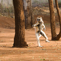 Dancing Verreaux's Sifaka (Propithecus verreauxi), Berenty nature reserve, Madagascar