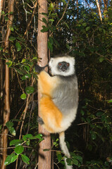 Diademed Sifaka (Propithecus diadema) in a tree, Endangered, IUCN 2008, Perinet Nature Reserve, Madagascar