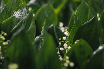 Lily of the valley field with flowers