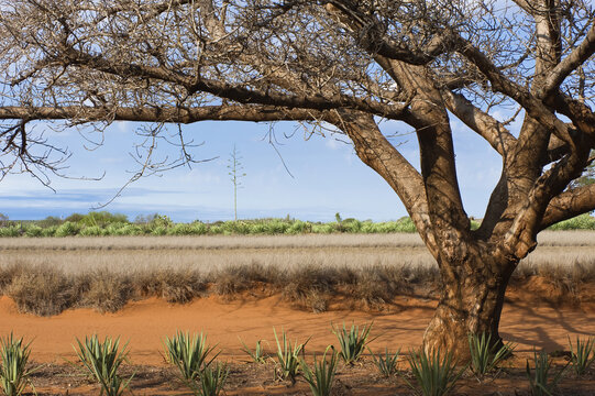 Berenty Nature Reserve, Cactus, Madagascar