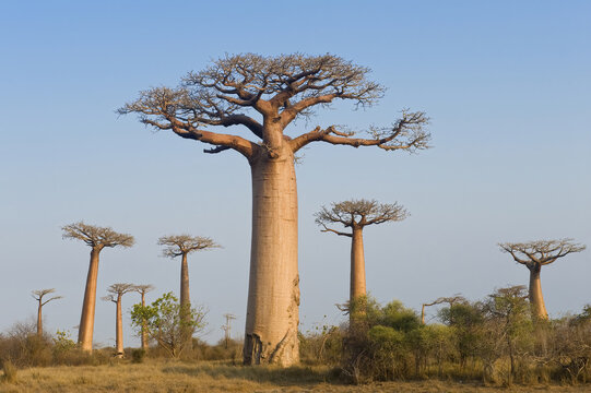 Baobabs (Adansonia Grandidieri), Morondava, Madagascar