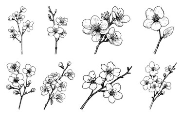 Cherry Blossom Branches Set Hand Drawn Sakura Flowers Vector Illustration