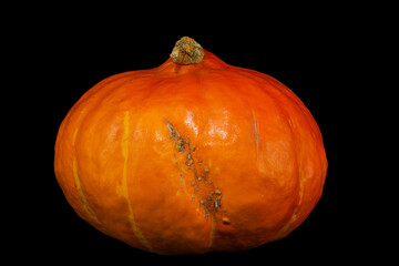 Vibrant Orange Pumpkin Close-Up , Moody Pumpkin on a Black Background