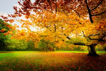 An old tree in a park with a beautiful crown of golden autumn leafs © Annette Hanl