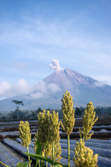 Young sorghum grains growing in an agricultural field while Mount Semeru smokes faintly in the distance, illustrating farming life near an active Indonesian volcano.