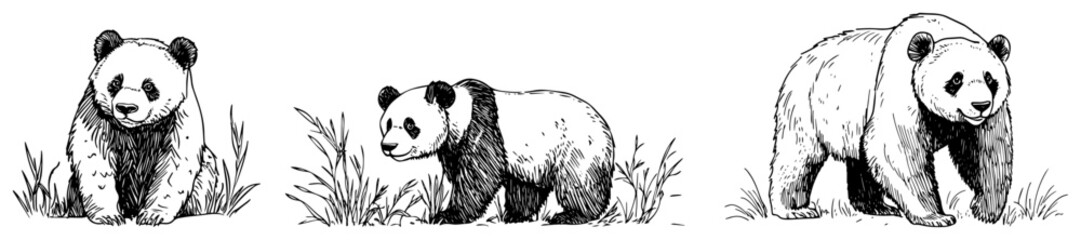 Hand Drawn Giant Panda Poses Vector Set © Kaz