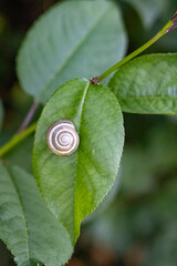 close - up of a snail on the green leaf