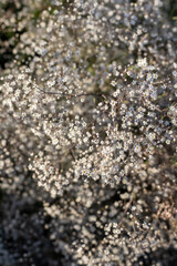 beautiful botanical shot, natural wallpaper
