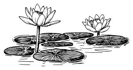 Water Lily or Lotus Flower on a Pond Black Shape Vector Laser Cutting Engraving Monochrome Print © Kaz