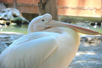 White pelican resting peacefully with beak on feathers