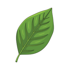 A simple illustration of a green leaf with veins.