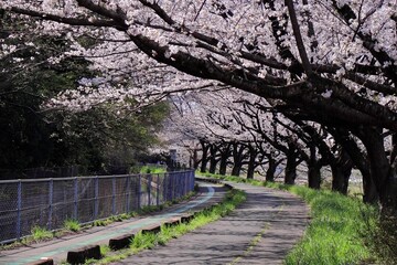 満開の桜並木