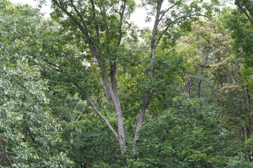 green tree in the forest