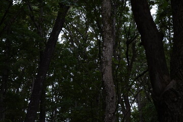 dark trees in forest