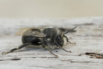 Closeup on a male Pacific Dune-Digger solitary bee, Habropoda miserabilis from Bandon , Oregon