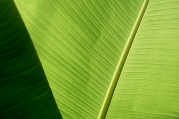 Green banana leaves, bright wallpaper concept, used for designing backgrounds as text.