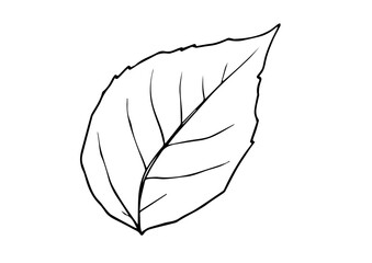 Black and white outline of a single leaf on white background  