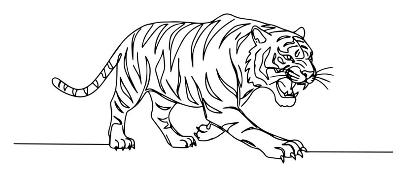 tiger walking aggressive pose monoline thin lineart vector illustration