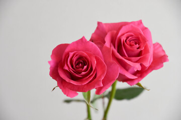ピンクのばら
