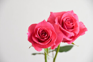 ピンクのばら