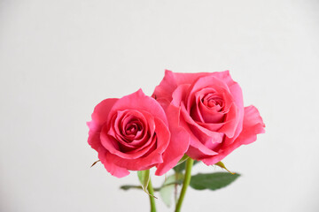 ピンクのばら