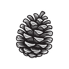Antique engraved illustration of	Pinecone isolated on white background. Vector illustration in sketch style 