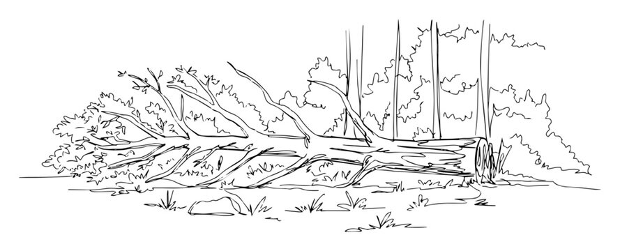 fallen tree trunk in dense forest landscape monoline thin lineart vector design