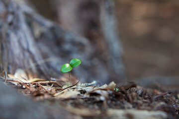 発芽、若葉、新緑、自然、野生