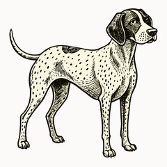 Vintage Style German Shorthaired Pointer Dog Illustration – Hand-Drawn Hunting Dog Portrait. dog vector , dog design, dog logo, dog icon, dog concept, dog template, dog topics. dog art, dog cartoon.